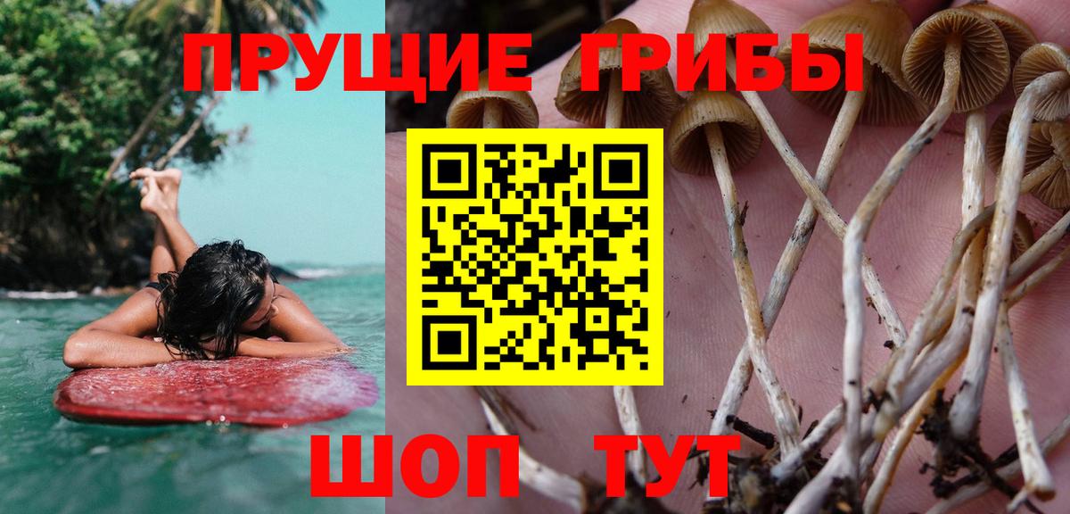 Сланцы  Галлюциногенные грибы мицелий  Вход с VPN 